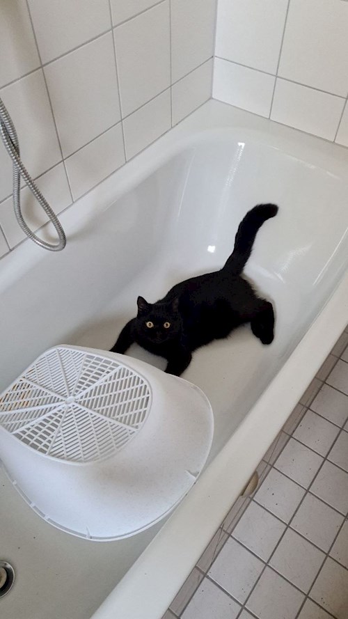 Olesia- petsitter Prague nebo Páníček pro psi kočky