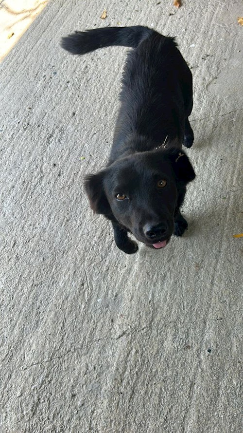 Olesia- petsitter Prague nebo Páníček pro psi kočky