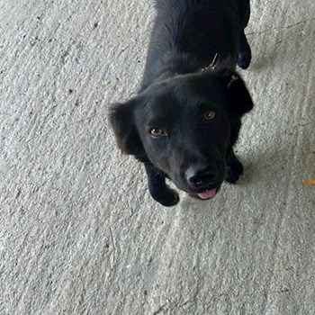 thumbnail petsitter Prague nebo páníček pro psi kočky