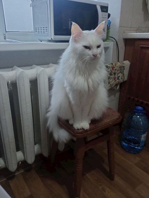 Olesia- petsitter Prague nebo Páníček pro psi kočky