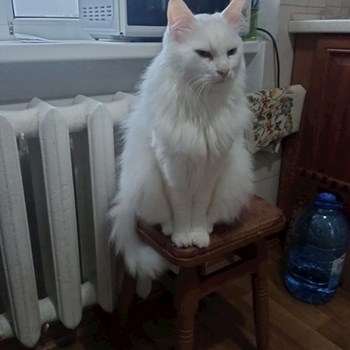 thumbnail petsitter Prague nebo páníček pro psi kočky