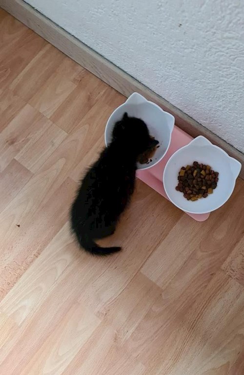 Olesia- petsitter Prague nebo Páníček pro psi kočky