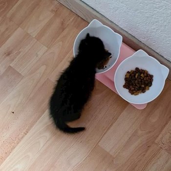 thumbnail petsitter Prague nebo páníček pro psi kočky