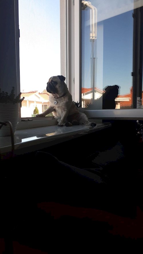 Olesia- petsitter Prague nebo Páníček pro psi kočky