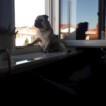 thumbnail petsitter Prague nebo páníček pro psi kočky