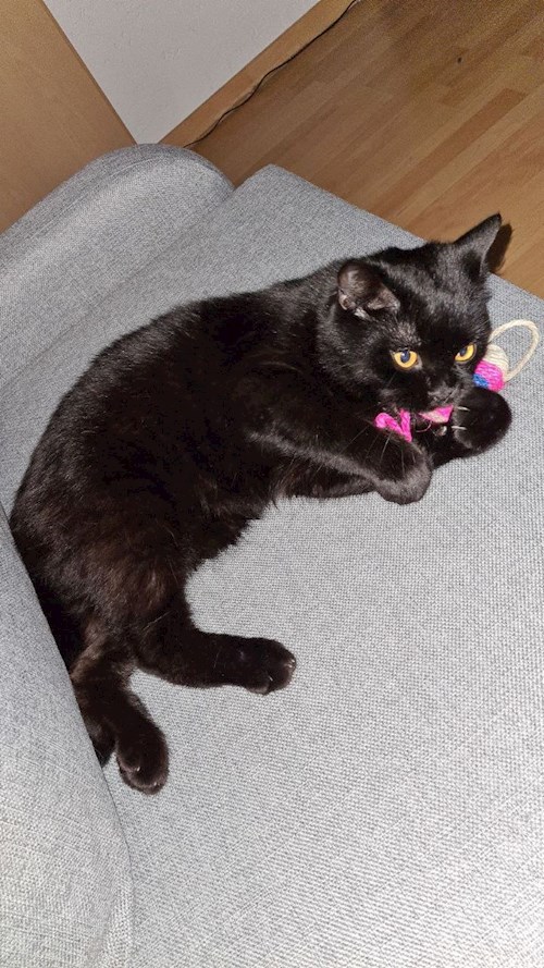 Olesia- petsitter Prague nebo Páníček pro psi kočky