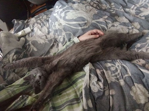 Olesia- petsitter Prague nebo Páníček pro psi kočky