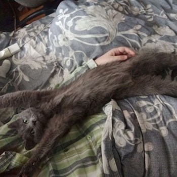 thumbnail petsitter Prague nebo páníček pro psi kočky