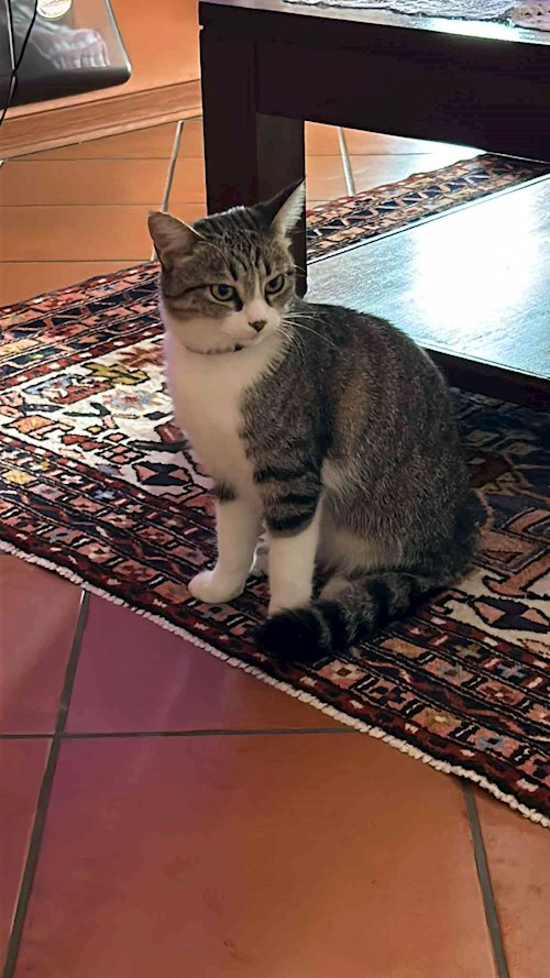 Olesia- petsitter Prague nebo Páníček pro psi kočky