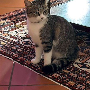 thumbnail petsitter Prague nebo páníček pro psi kočky