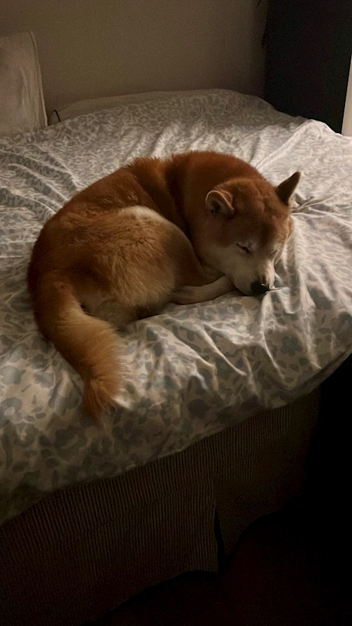 Gustavo- petsitter Prague 7 nebo Páníček pro psi kočky