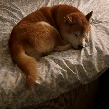 thumbnail petsitter Prague 7 nebo páníček pro psi kočky