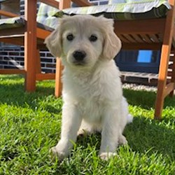 Lucie - pet sitter kočky psi Štáblovice