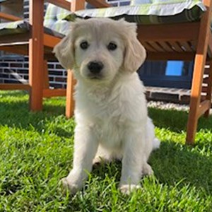 petsitter Štáblovice or Pet nanny for Dogs Cats