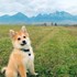 Chas + stapan de animal de companie care a apelat la un pet sitter in loc de pensiune canina sau pet hotel