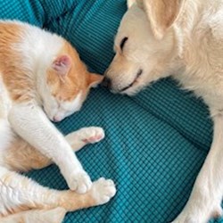 Margarita - pet sitter kočky psi Praha