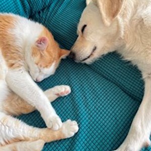 petsitter Praha nebo Páníček pro Psi Kočky