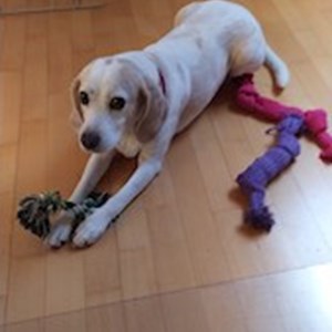 petsitter Praha nebo Páníček pro Psi