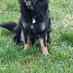 Nikola - pet sitter cats dogs Praha