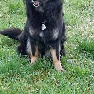 petsitter Praha nebo Páníček pro Psi Kočky