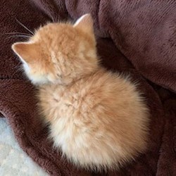 Olena - pet sitter cats dogs Plzen