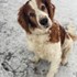 Katarina + stapan de animal de companie care a apelat la un pet sitter in loc de pensiune canina sau pet hotel