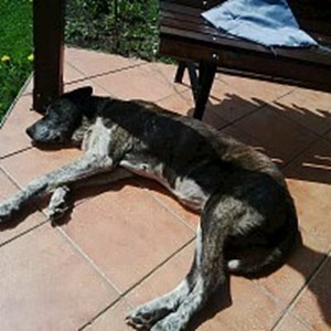 petsitter Olomouc nebo Páníček pro Psi Kočky