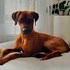 Poláková + stapan de animal de companie care a apelat la un pet sitter in loc de pensiune canina sau pet hotel