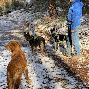 petsitter Liberec or Pet nanny for Dogs Cats