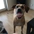 Veronika + stapan de animal de companie care a apelat la un pet sitter in loc de pensiune canina sau pet hotel
