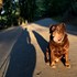 Payam + stapan de animal de companie care a apelat la un pet sitter in loc de pensiune canina sau pet hotel