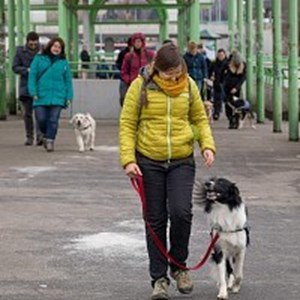 petsitter Praha or Pet nanny for Dogs 