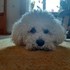 Marta + stapan de animal de companie care a apelat la un pet sitter in loc de pensiune canina sau pet hotel