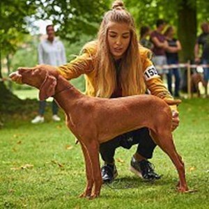 petsitter Karlovy Vary or Pet nanny for Dogs Cats 