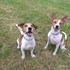Philip + stapan de animal de companie care a apelat la un pet sitter in loc de pensiune canina sau pet hotel
