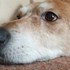 Sam + stapan de animal de companie care a apelat la un pet sitter in loc de pensiune canina sau pet hotel