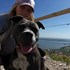 Natálie + stapan de animal de companie care a apelat la un pet sitter in loc de pensiune canina sau pet hotel
