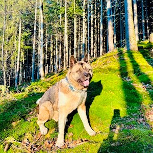 petsitter Lanškroun nebo Páníček pro Psi