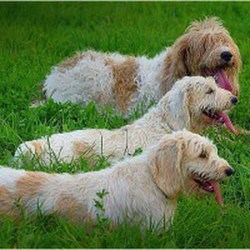 Eva - pet sitter psi Jasenná 13