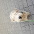 Miluše + stapan de animal de companie care a apelat la un pet sitter in loc de pensiune canina sau pet hotel