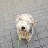 Miluše + stapan de animal de companie care a apelat la un pet sitter in loc de pensiune canina sau pet hotel