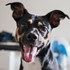Carlos + stapan de animal de companie care a apelat la un pet sitter in loc de pensiune canina sau pet hotel