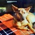Larry + stapan de animal de companie care a apelat la un pet sitter in loc de pensiune canina sau pet hotel