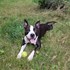 Andrea + stapan de animal de companie care a apelat la un pet sitter in loc de pensiune canina sau pet hotel