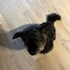 Hana + stapan de animal de companie care a apelat la un pet sitter in loc de pensiune canina sau pet hotel