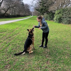 petsitter Ostrava nebo Páníček pro Psi