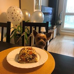 Michal - pet sitter dogs Praha