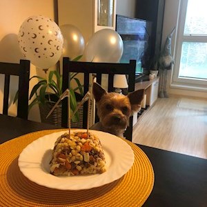 petsitter Praha nebo Páníček pro Psi