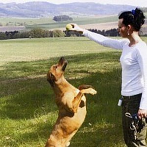 petsitter Velký Třebešov or Pet nanny for Dogs 