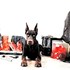 Mareycheva + stapan de animal de companie care a apelat la un pet sitter in loc de pensiune canina sau pet hotel